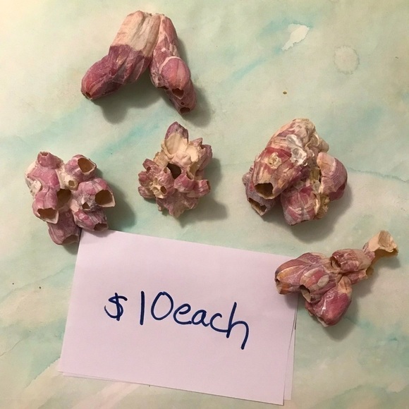 Custom shell bundle — PLEASE READ - Picture 10 of 13